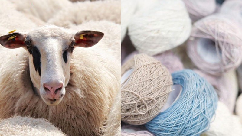 Split image of sheep wool source beside pastel yarn balls for knitting