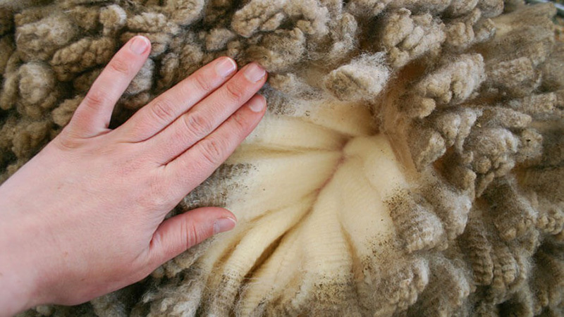 A hand gently touching raw sheep wool fleece, revealing the soft, cream-colored wool underneath the curly outer layer.