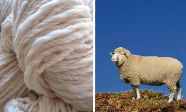 A side-by-side image showing a close-up of soft, white wool yarn on the left, and a full-bodied sheep standing on grassy terrain under a clear blue sky on the right, illustrating the source of the yarn.