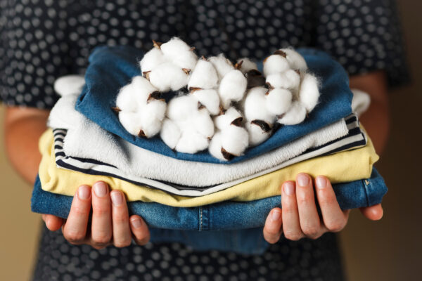 Hands holding folded cotton clothing with fresh cotton plants on top