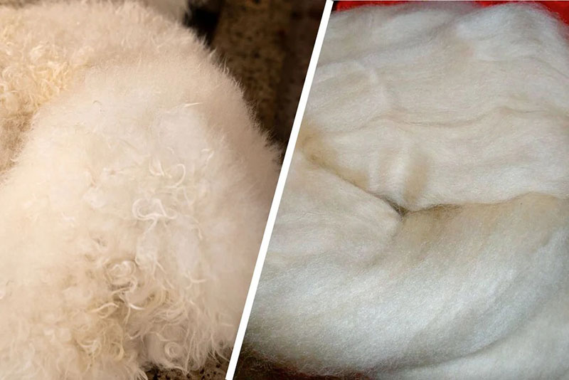 Close-up comparison of two types of white wool fibers, one curly and textured on the left, and the other smooth and fluffy on the right.