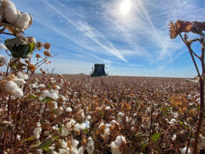 Wide view of a cotton field with a harvester under clear blue sky.
