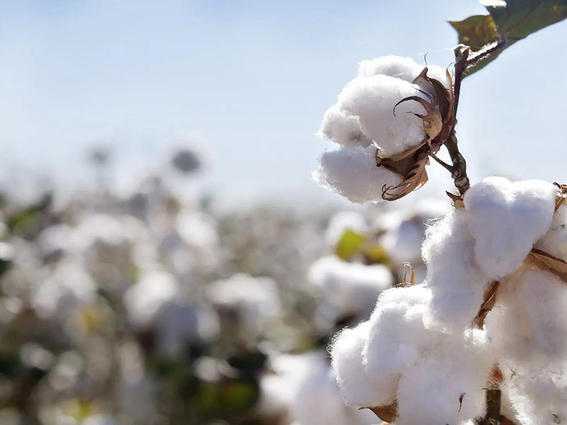 Close-up of fluffy white cotton bolls growing on plants in a cotton field, ready for harvest under a bright blue sky.