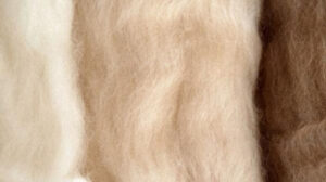 Close-up of soft natural cashmere fibers in white, beige, and brown shades, highlighting fine texture, luxurious softness, and premium raw material quality.